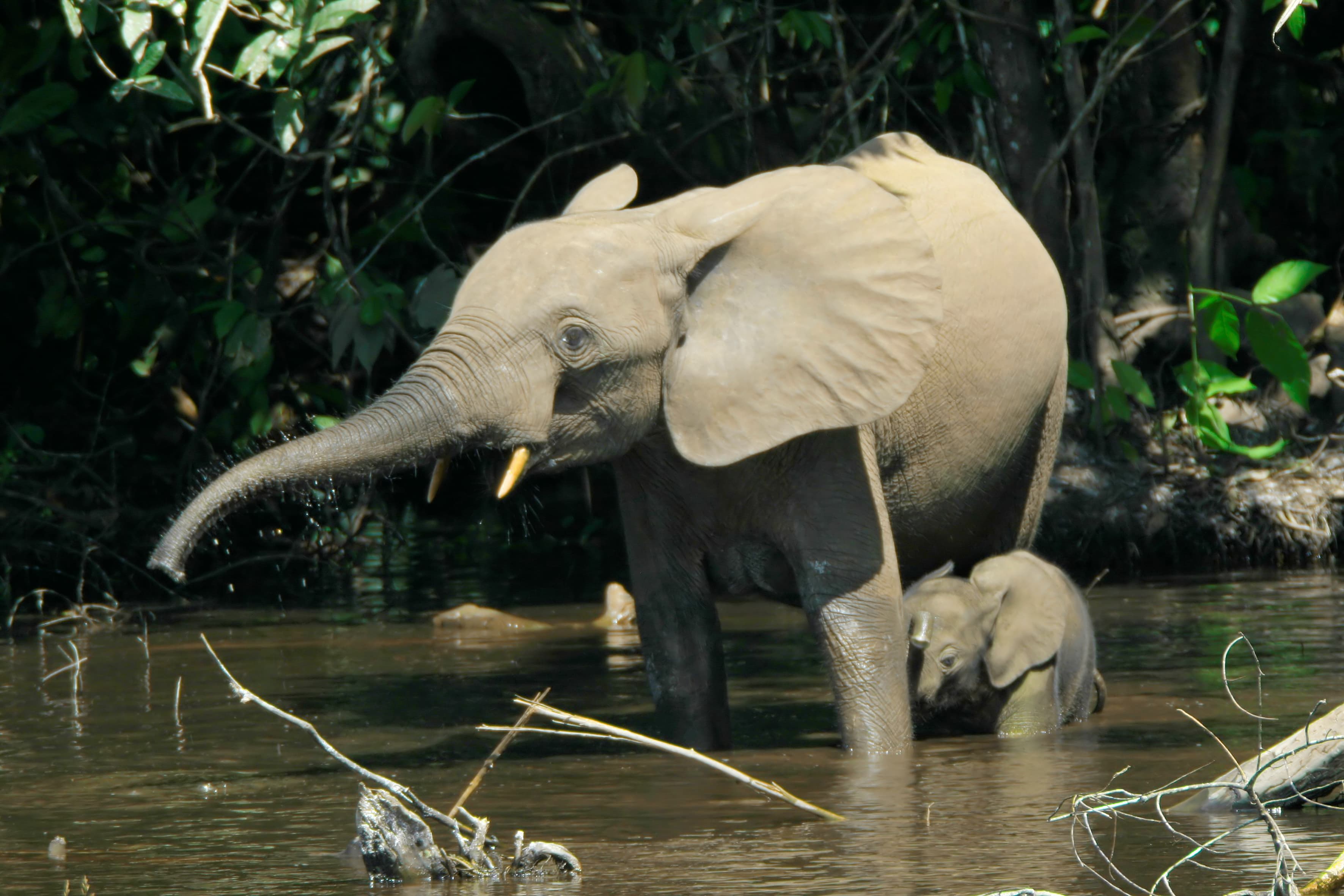 An African forest elephant walking through dense tropical vegetation