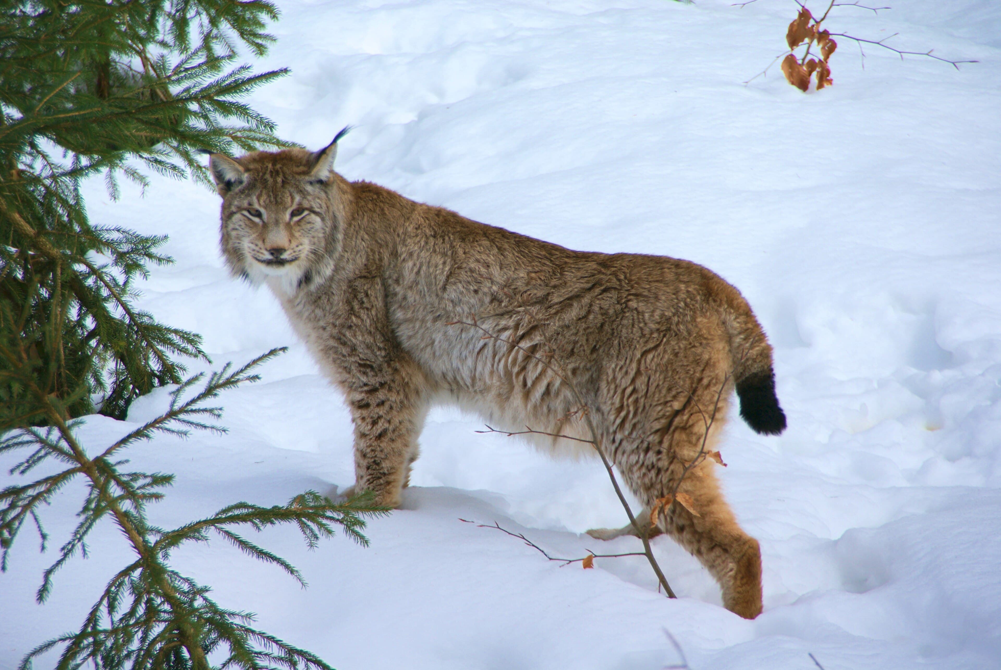 A Eurasian lynx with tufted ears and spotted fur standing in a snowy forest