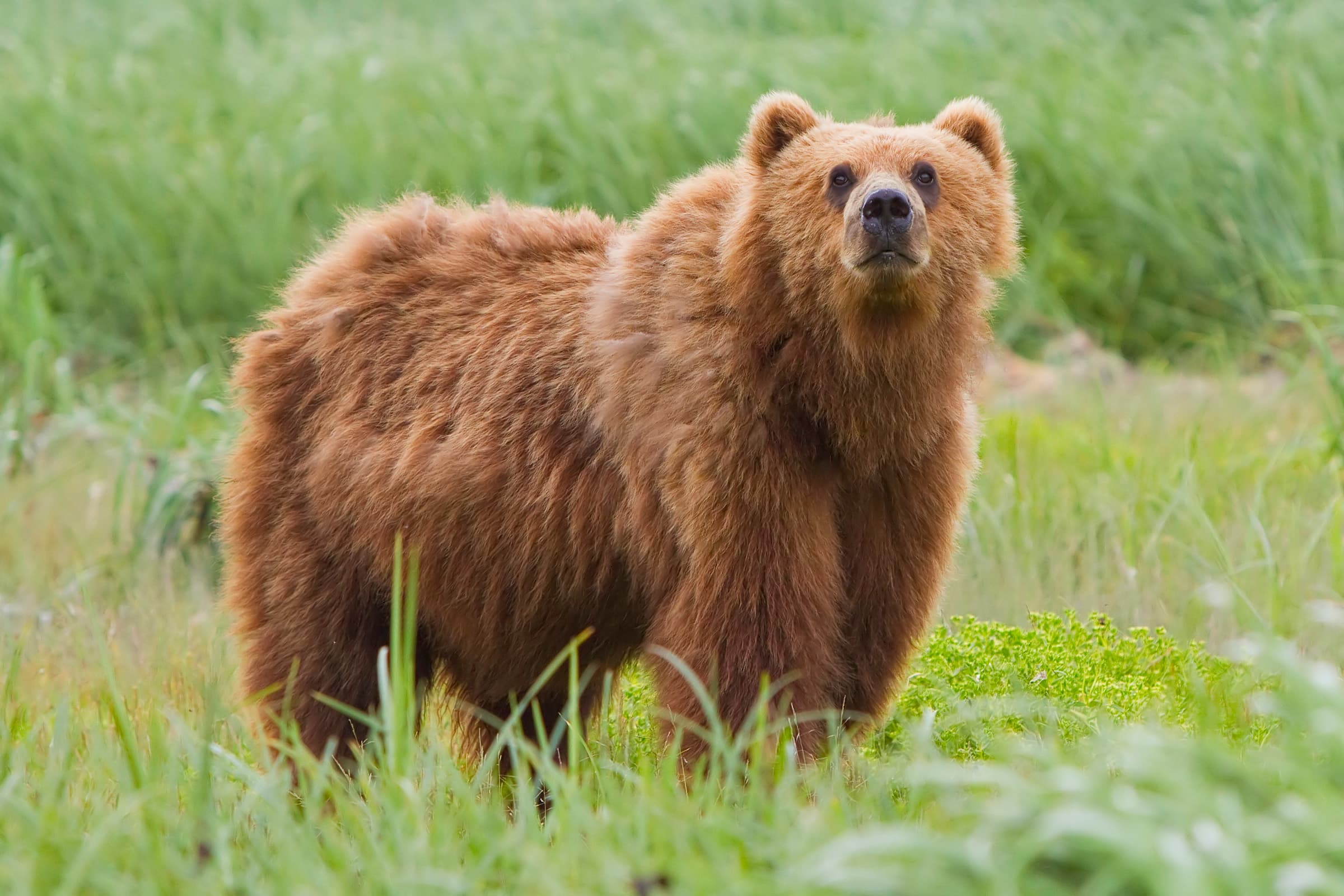 A large brown bear walking through a forest of tall pine trees