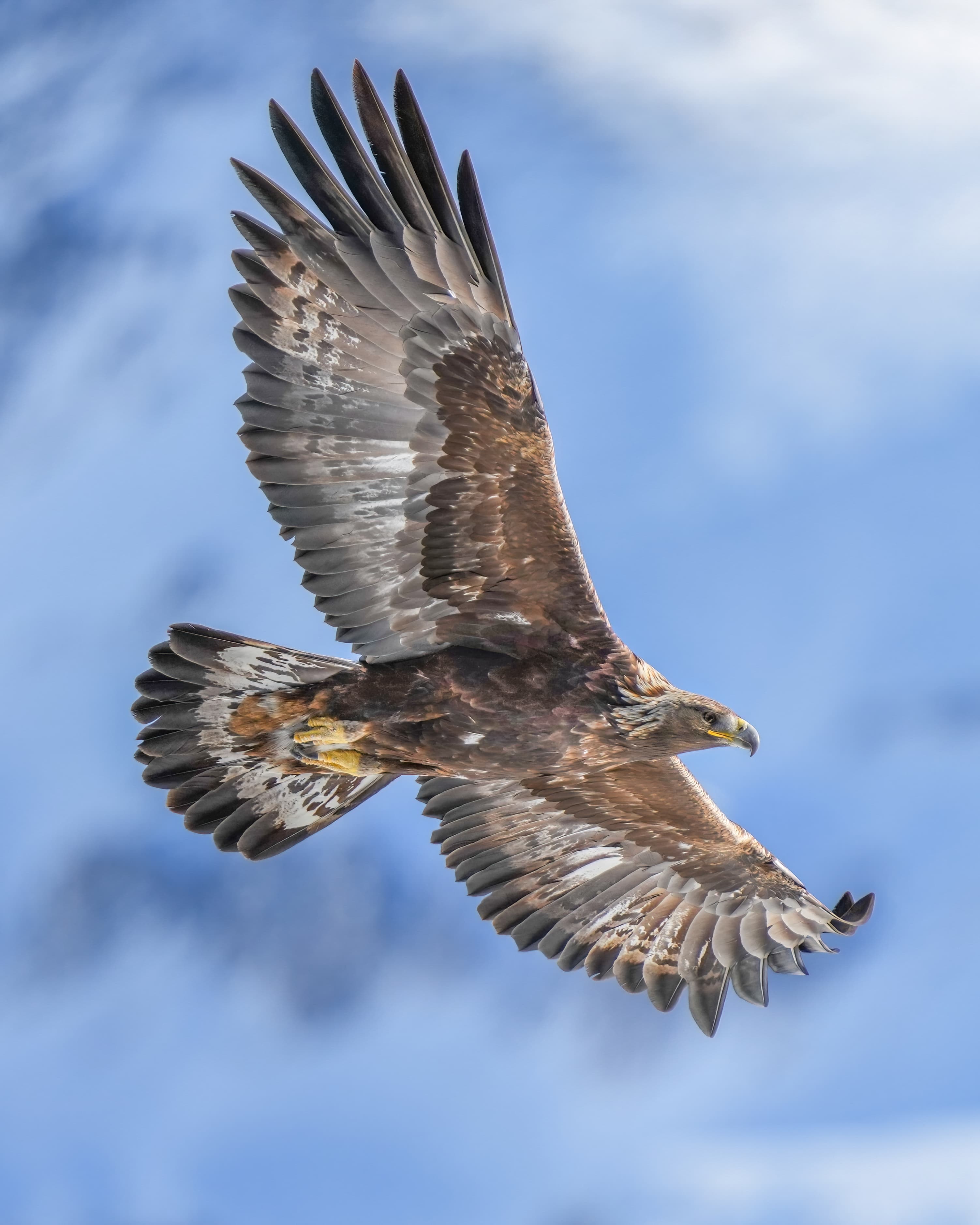 A golden eagle in flight with wings outstretched