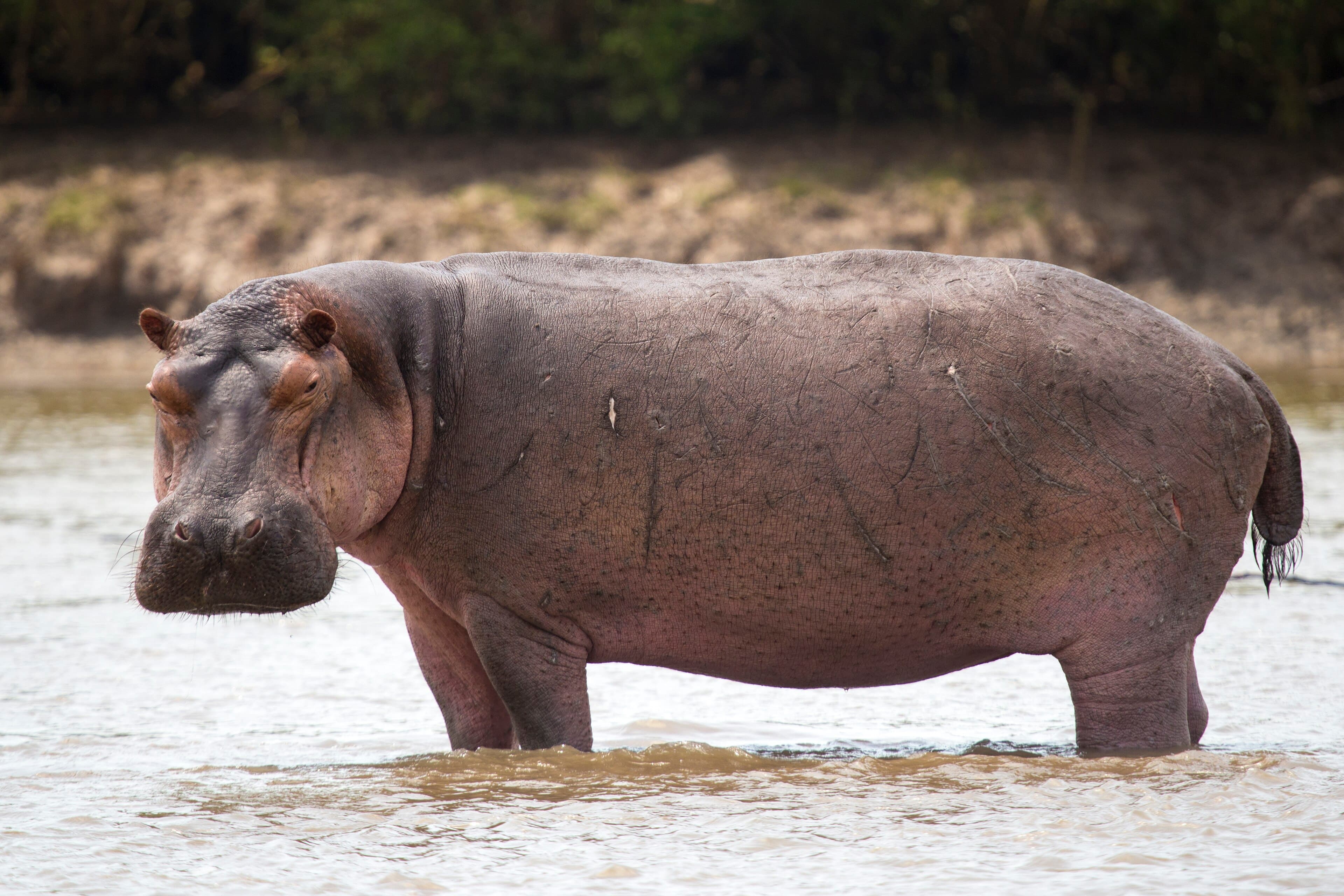 A hippopotamus half-submerged in a river, eyes and ears above the waterline