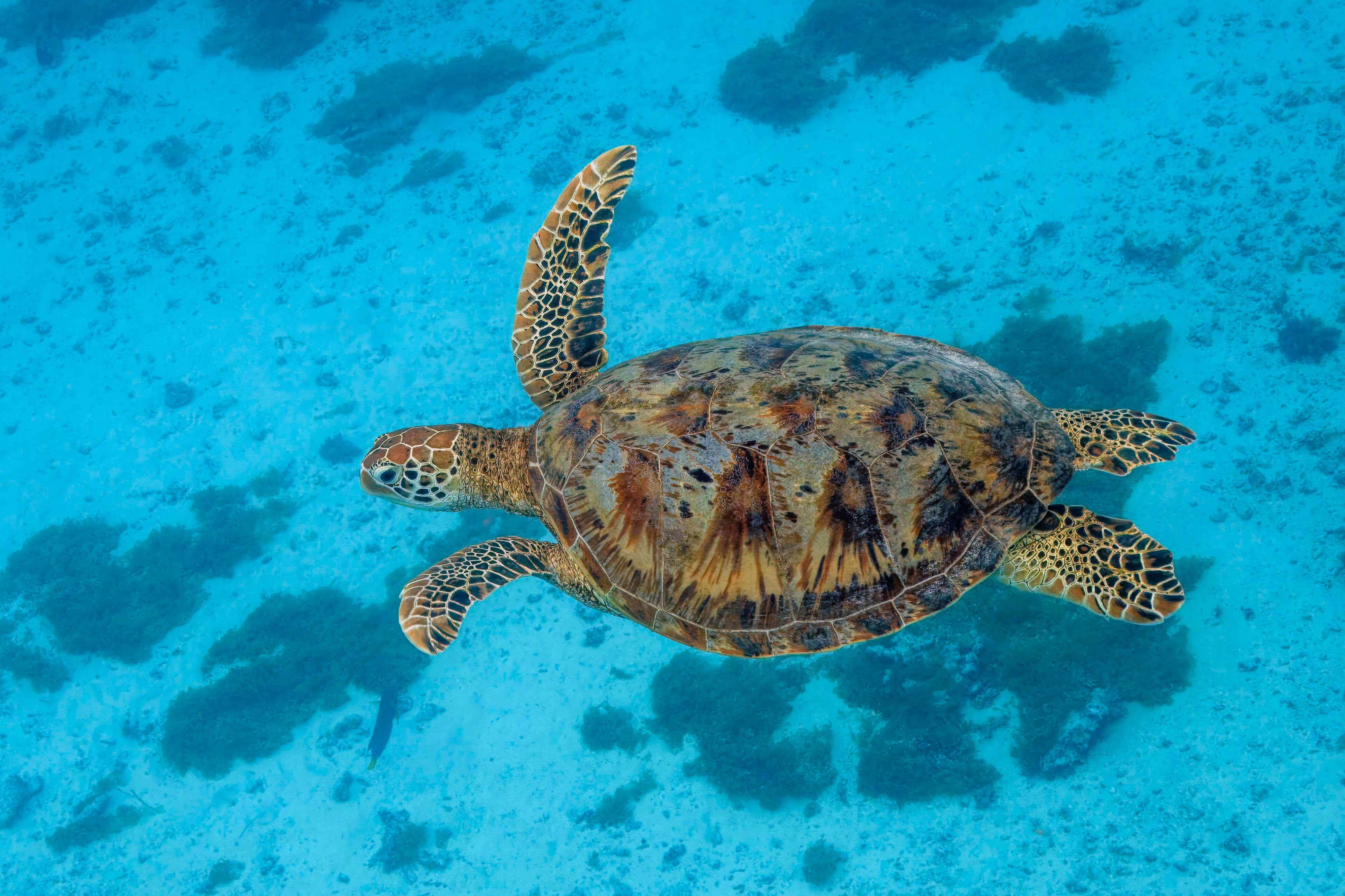 A large green sea turtle swimming gracefully over a coral reef in clear blue water